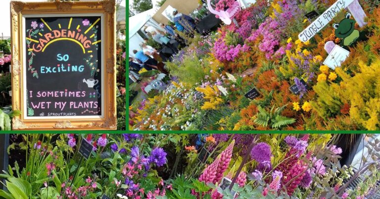 bloom 2022 nursery gardens